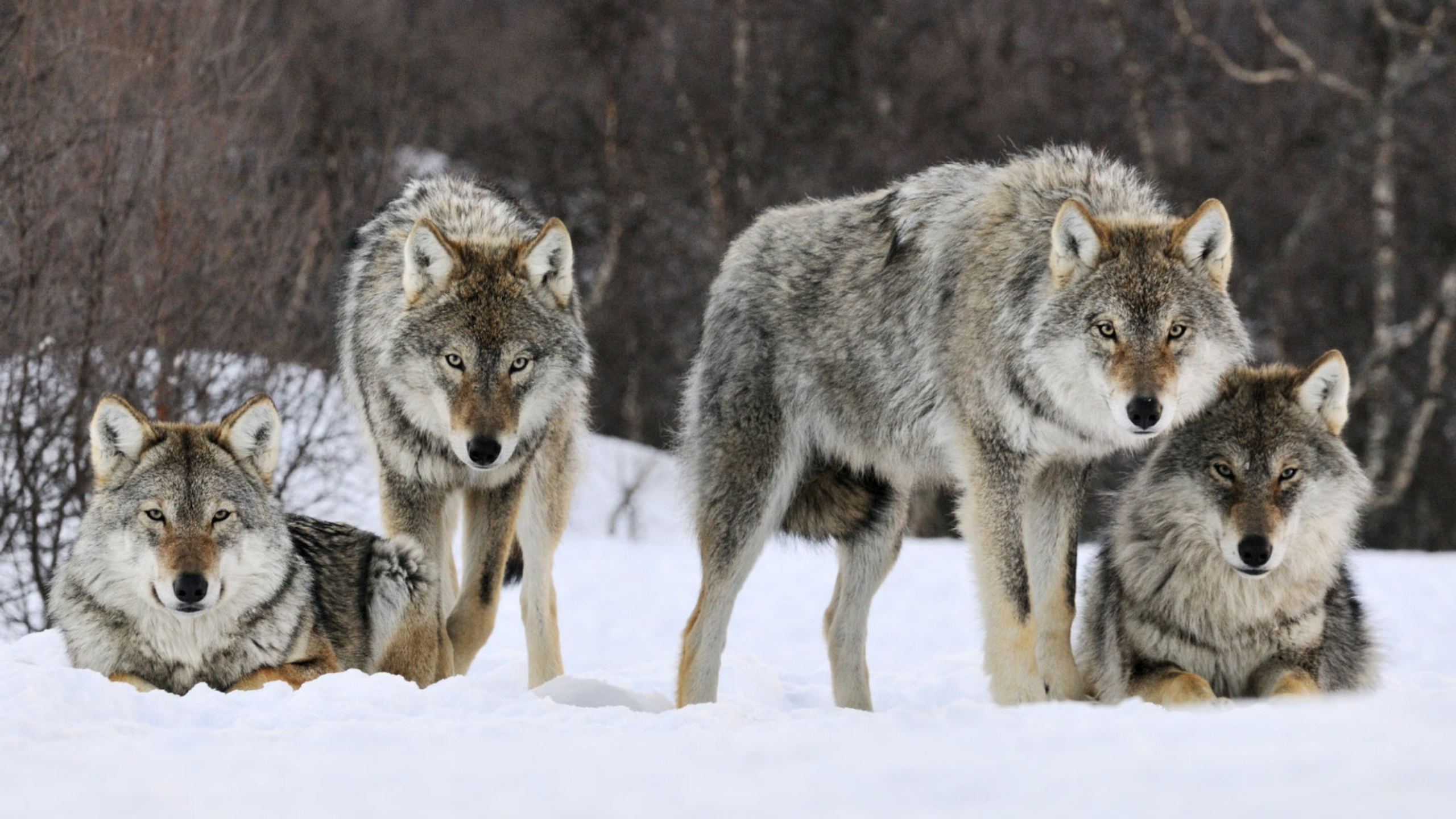 关于狼的几个事实,你可能被电视里的狼骗了!
