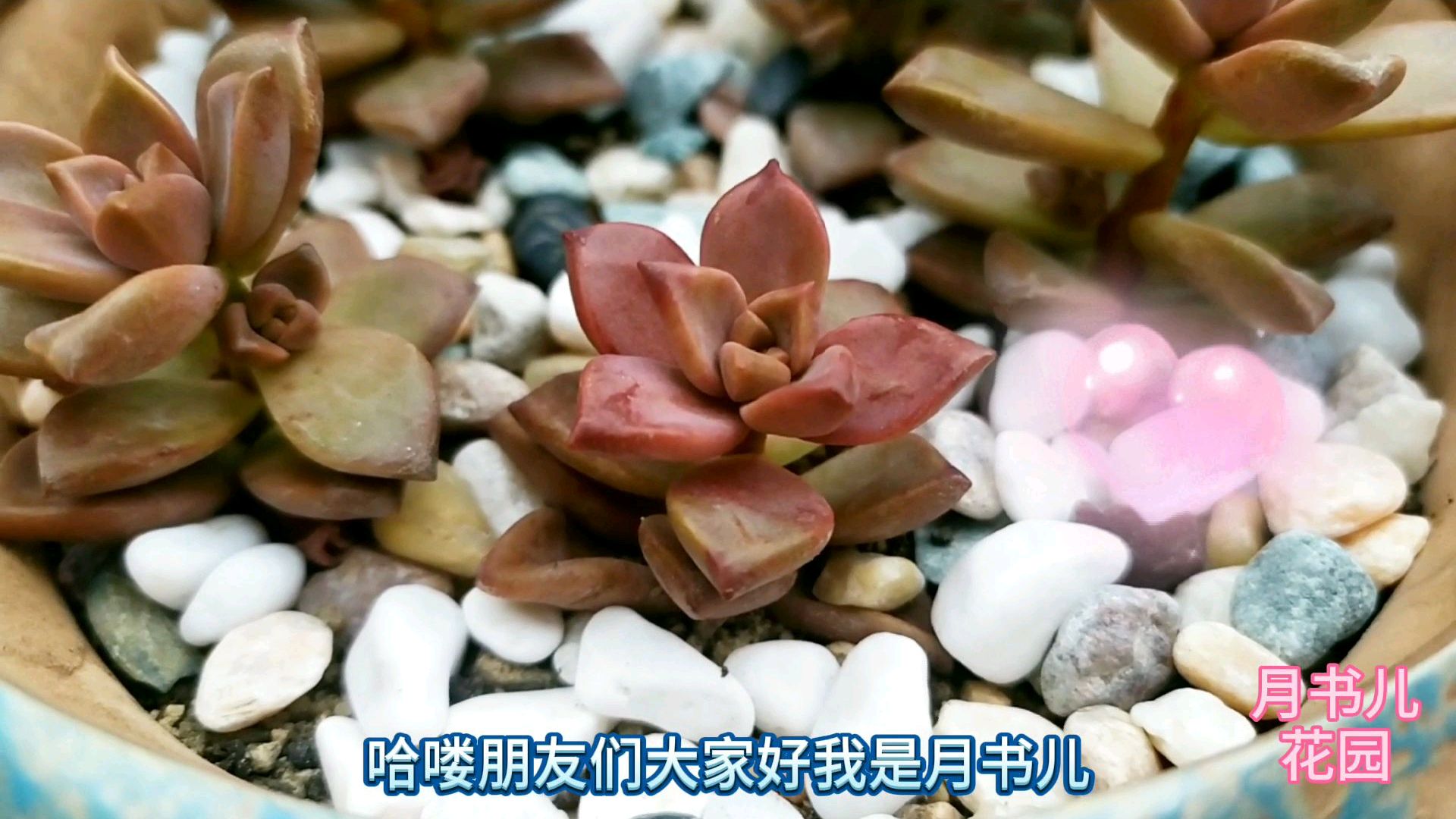 多肉姬胧月颜色漂亮,容易养出小老桩,值得养上一颗