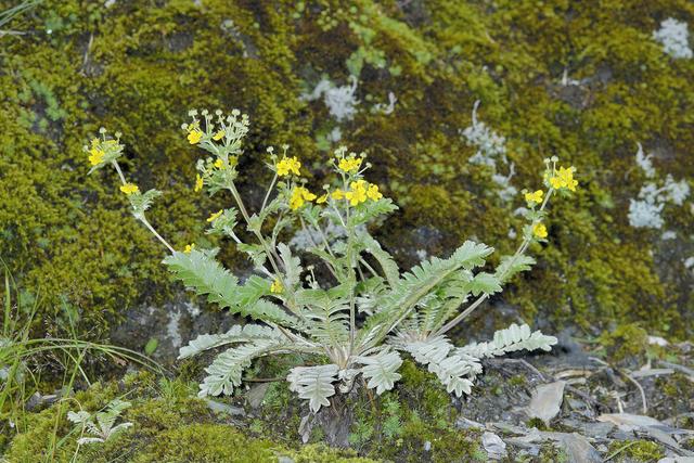 翻白草治疗糖尿病?翻白草的功效与作用