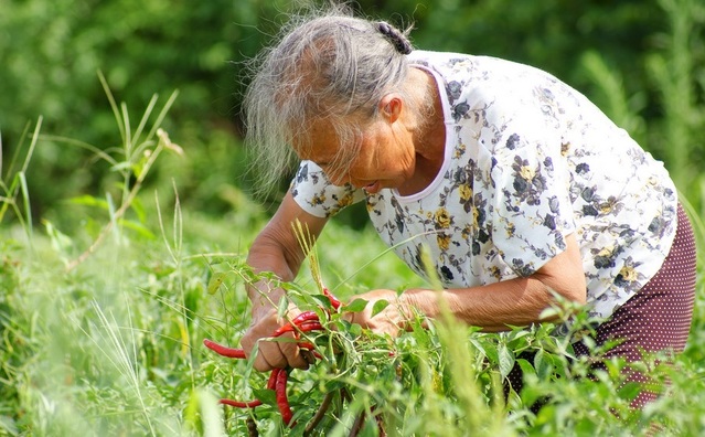 辣椒大豐收,農民連摘都不摘,是有錢任性?為何地頭辣椒堆成山?