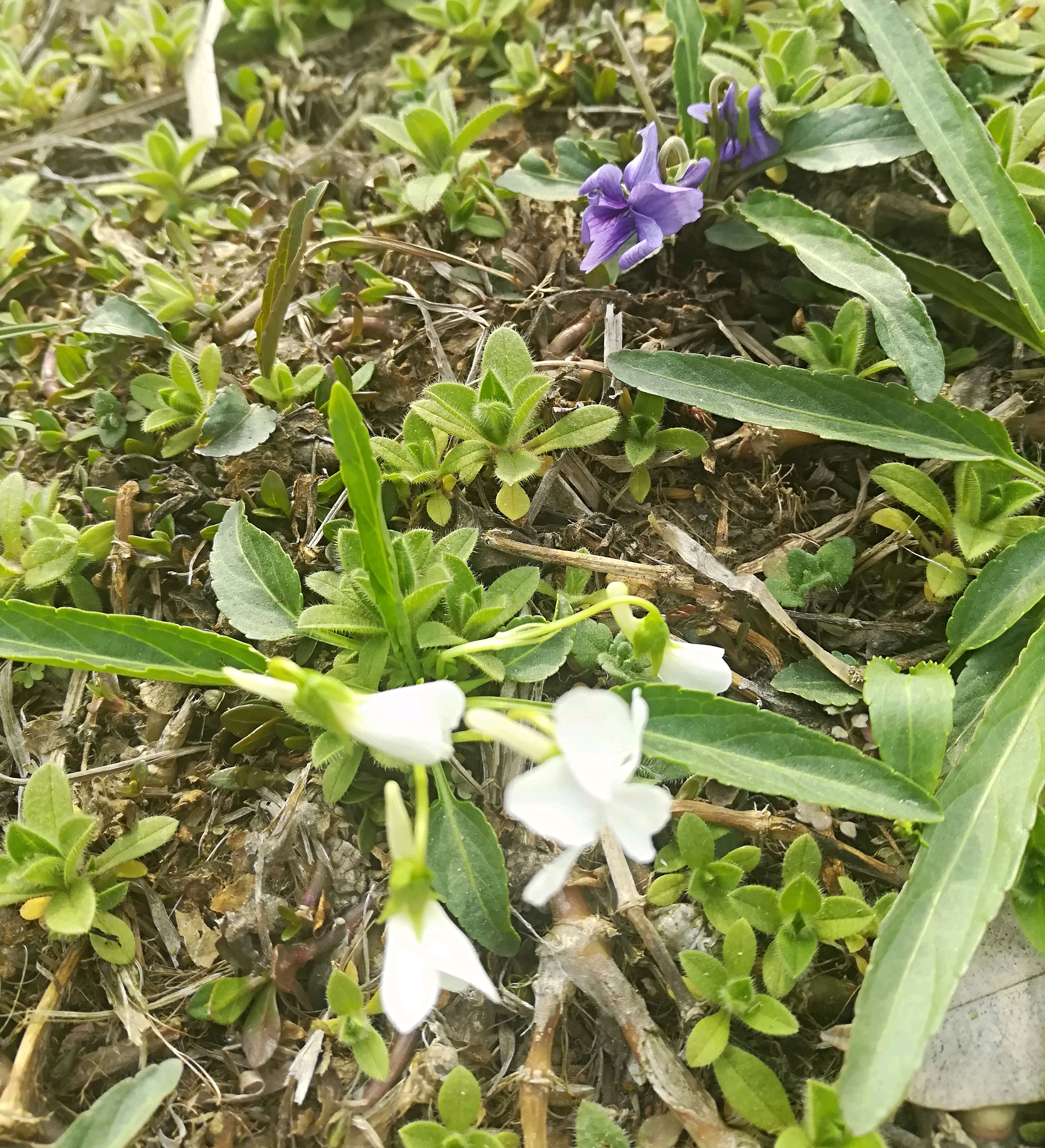 紫花地丁,1味草药,不只有紫色,还有白色,不信你看
