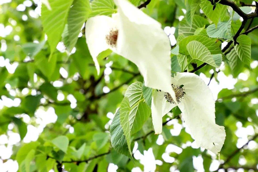 梵净山鸽子花盛开