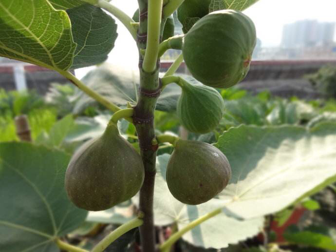 无花果肥料 - 热门商品专区