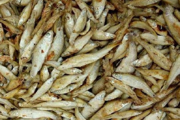 这种鱼在我国分布极广,俗称"青皮嫩",制成鱼干一斤可卖30元!