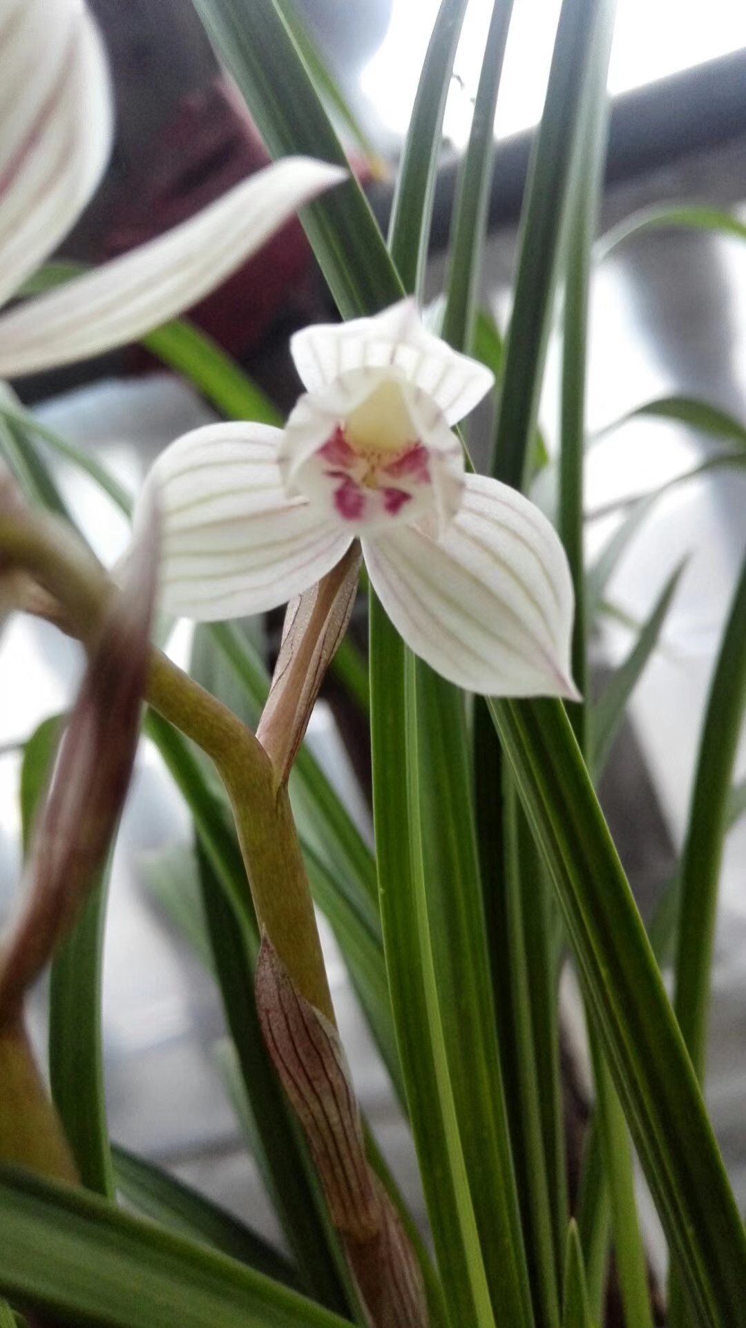 多姿多彩的莲瓣兰,白花荷瓣