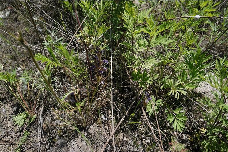 列当喜欢寄生在菊科艾蒿属artemisia植物的地下根上