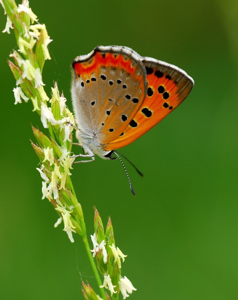 对红灰蝶你了解多少?红灰蝶知识大全