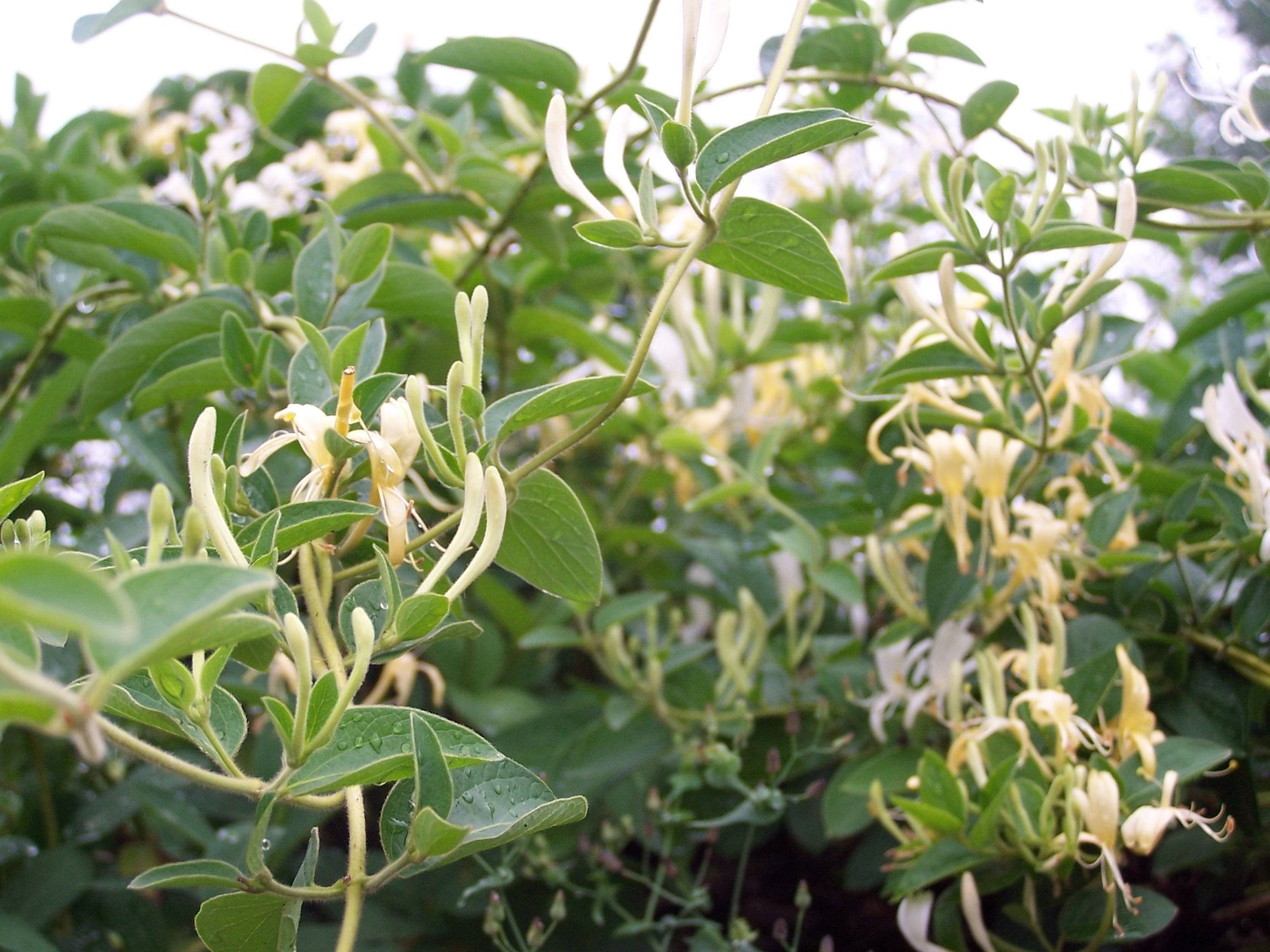 金银花适合什么地方种植(金银花适合什么地方种植与海拨高度)