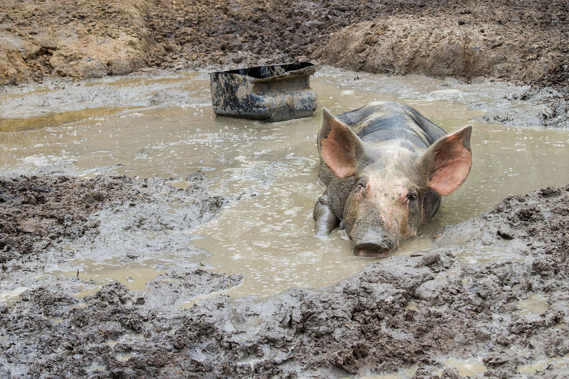 猪会在泥浆中打滚?
