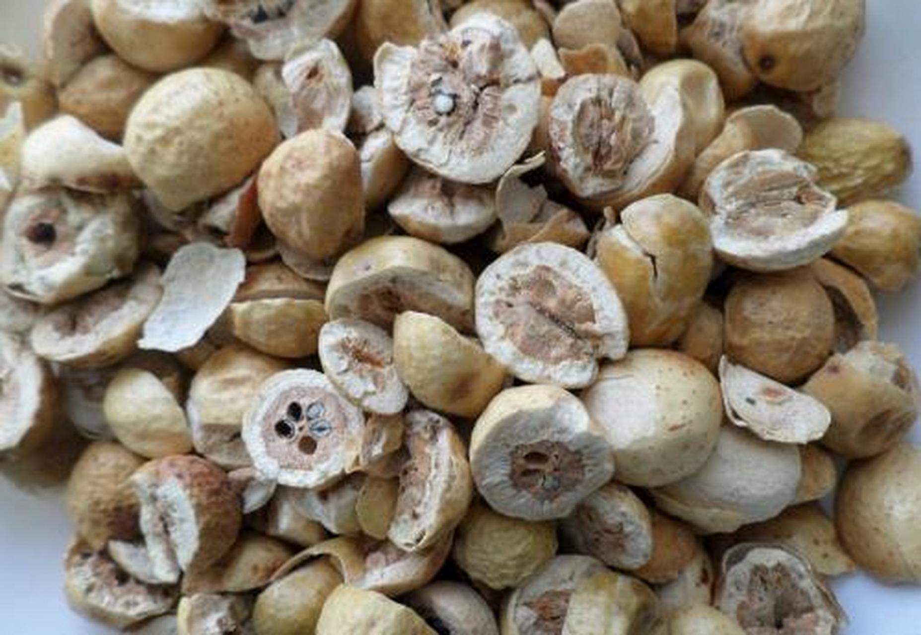 科普知识竞赛#川楝子,中药名.为楝科植物川楝的干燥成熟果实.