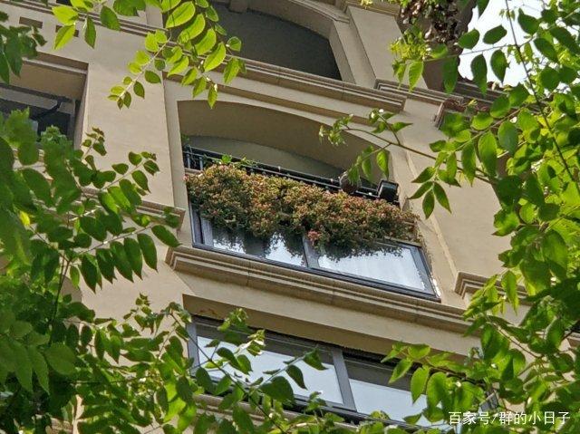 牡丹吊兰,随手一插就爆盆