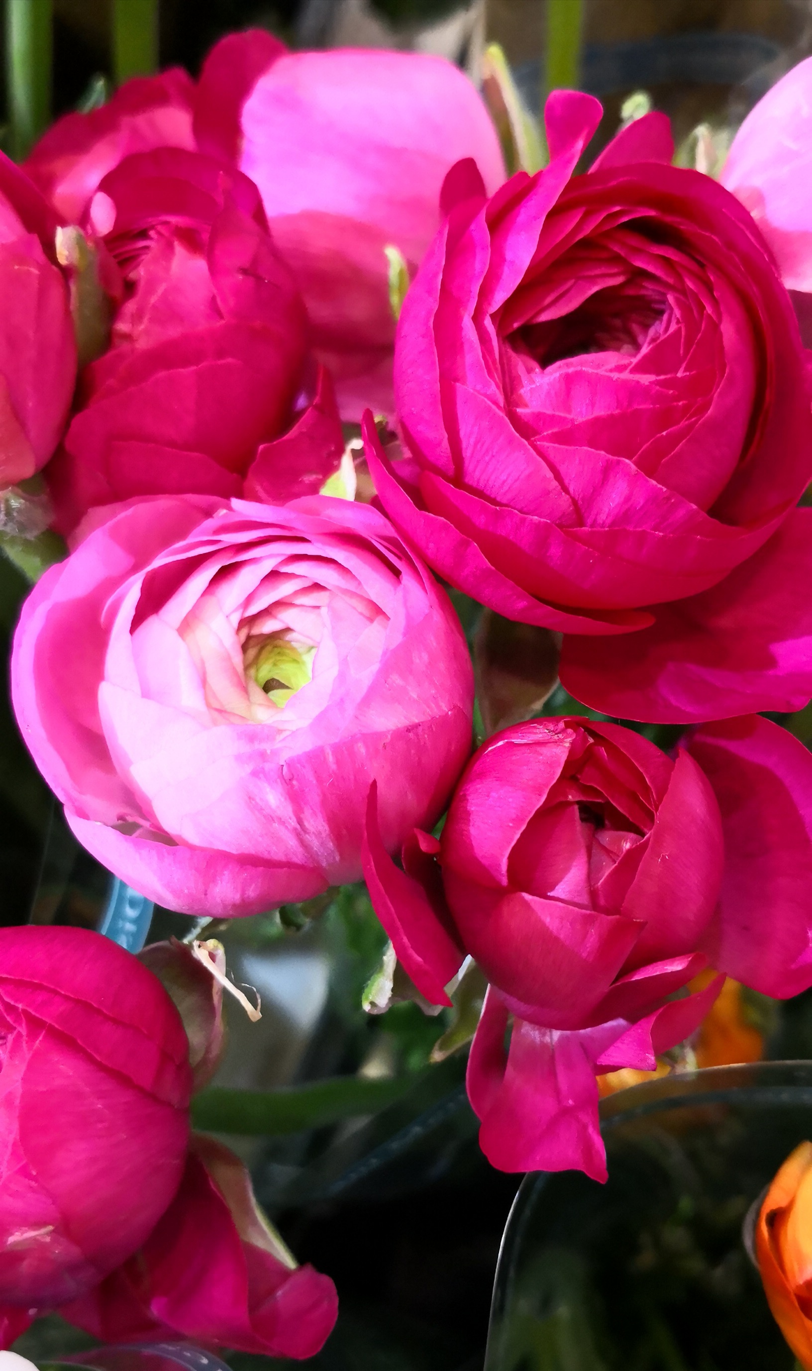 美腻了的洋牡丹,只有最爱,没有更爱.