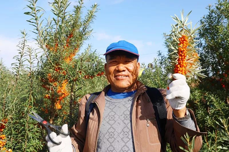 沙棘採摘節:布爾津縣趣味採摘迎豐收