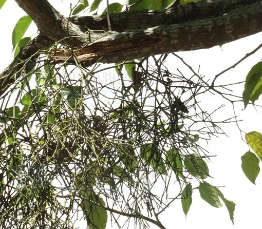 对棱枝槲寄生你了解多少?我猜这些你不知道