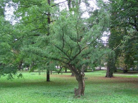国家二级重点保护野生植物--日本榧树