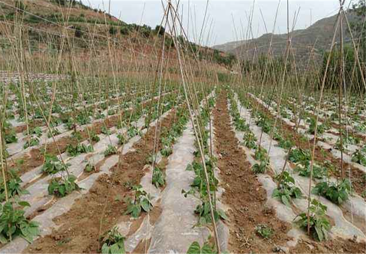 西紅柿聊三農:零基礎教你種植豆角,管理豆角的技術