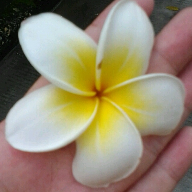 叶子花 紫茉莉科叶子花属植物 百度百科