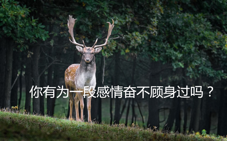 你为一段感情奋不顾身过吗?