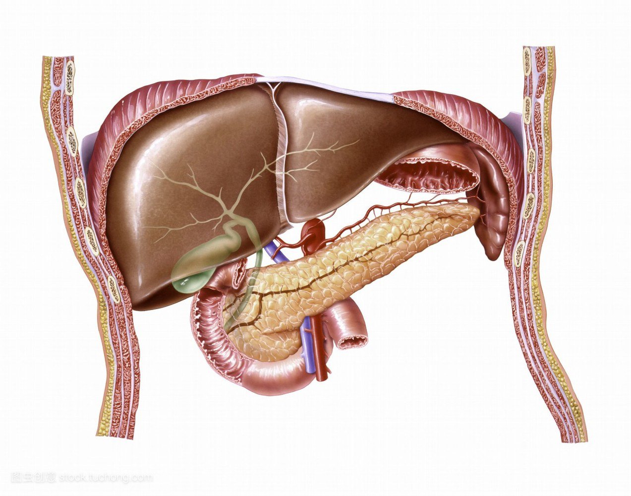 肝囊肿在什么位置图片图片