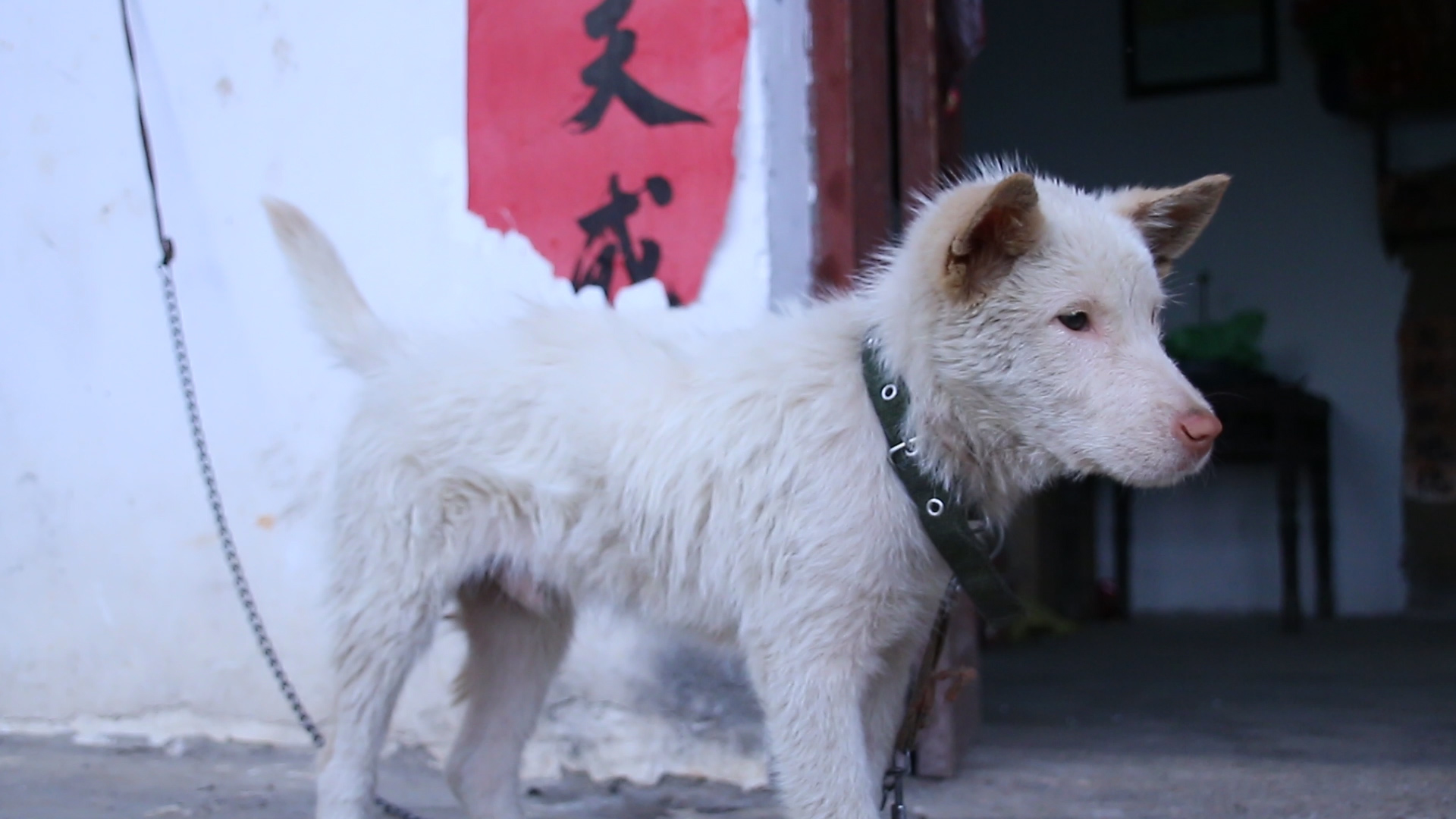 我喂的下司犬长大后,被别人说不是正宗下司犬,我该怎么办?