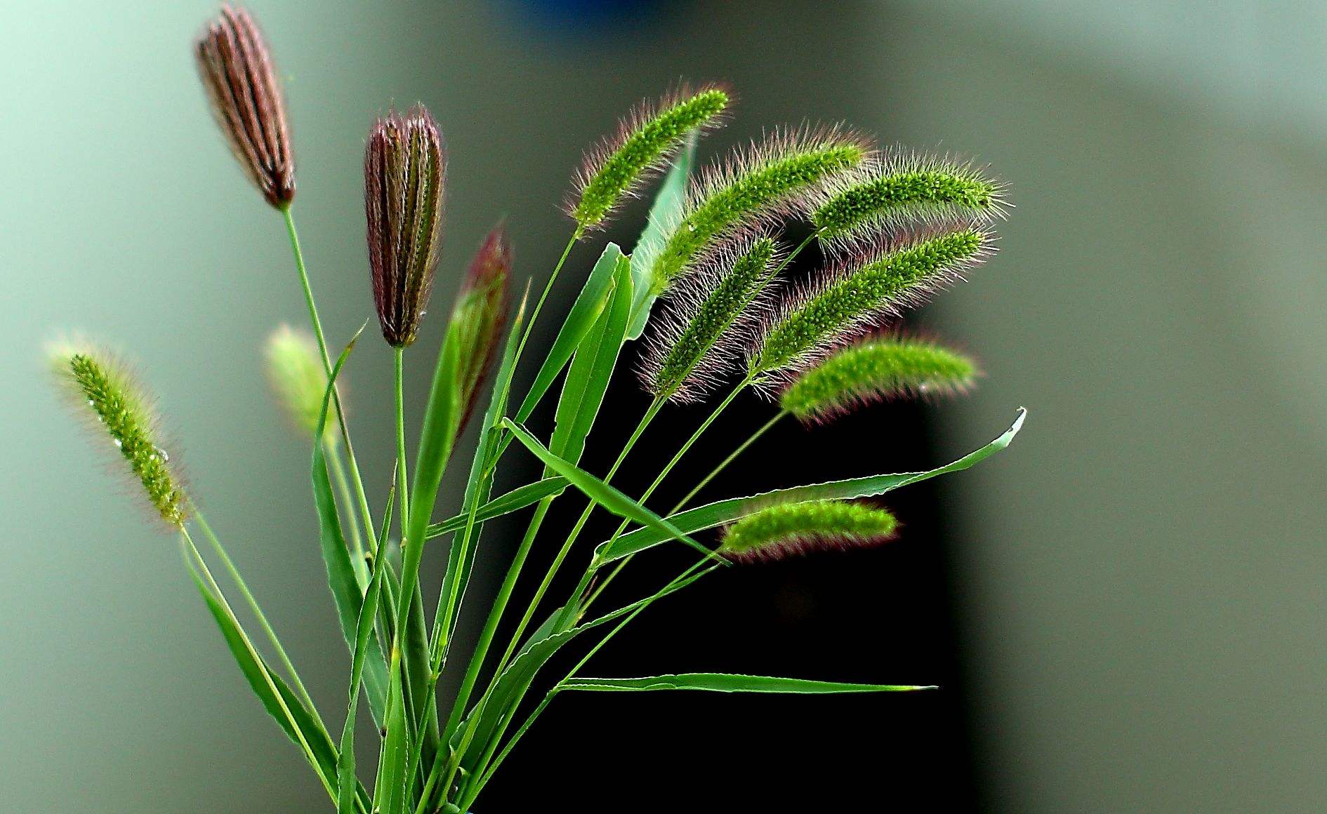 余师夷诗歌《山顶上的小草》
