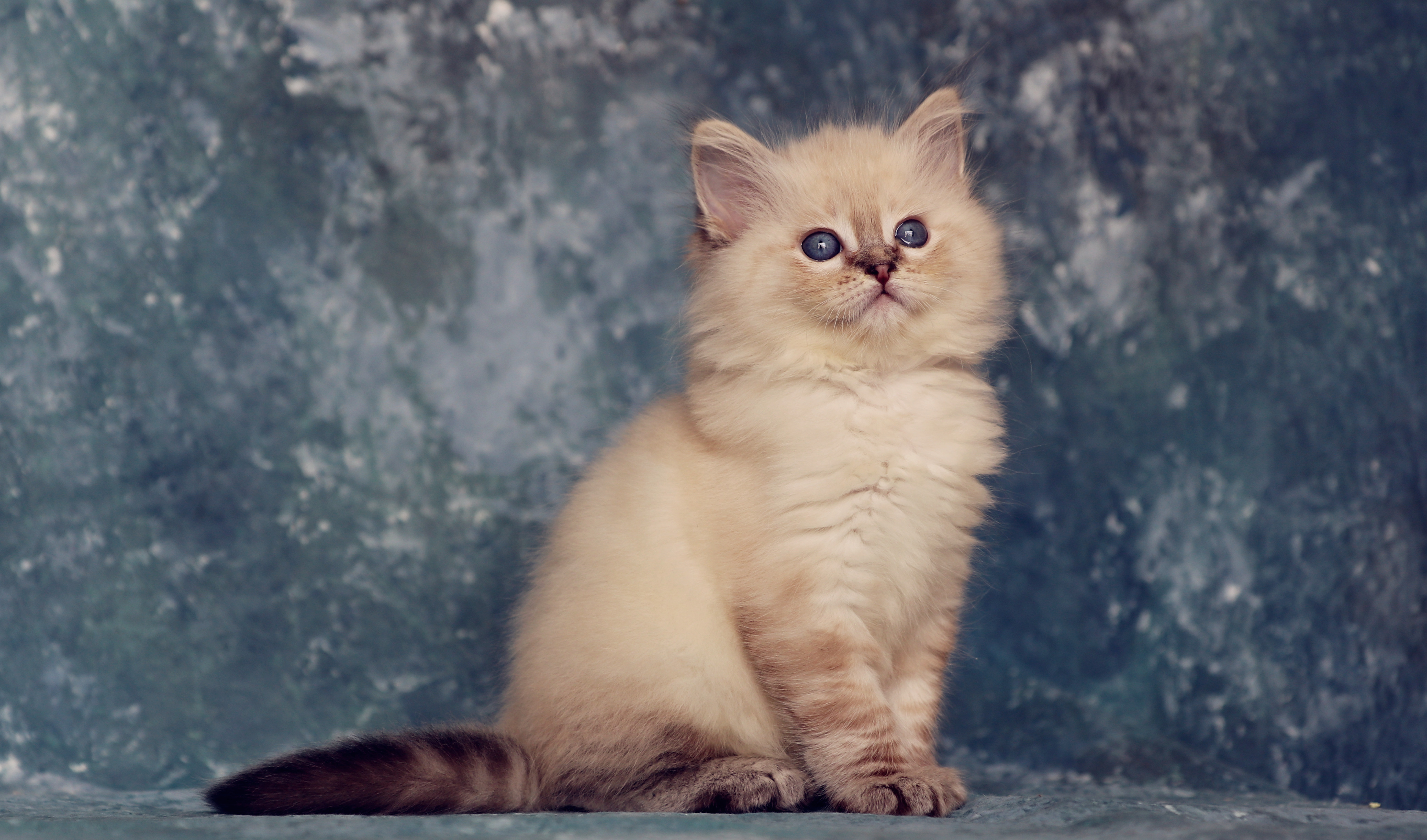 老人节送给老人最好的礼物是布偶猫?