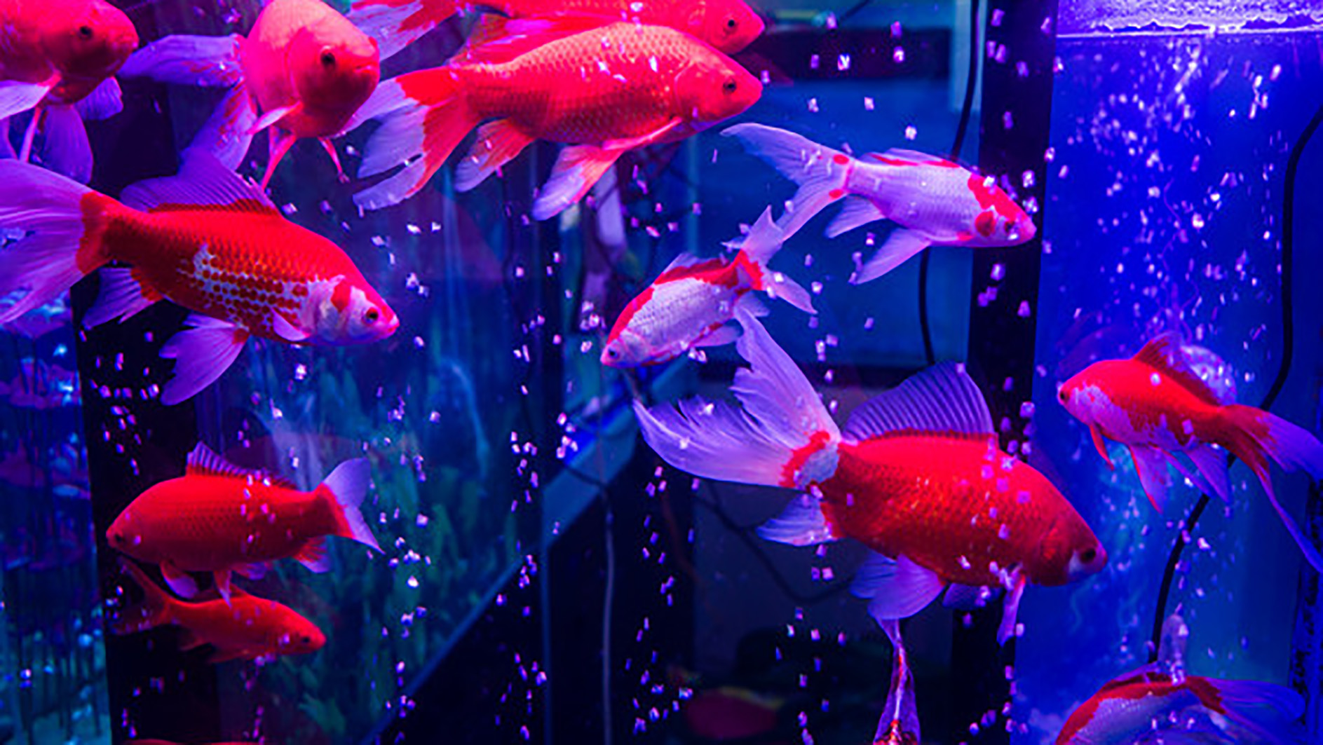 9条金鱼最佳颜色搭配?金鱼饲养注意事项