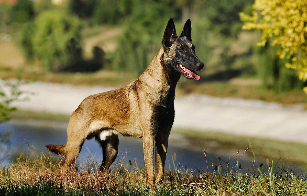 比利时牧羊犬的毛发如何修剪?修剪时要准备些什么你知道吗?