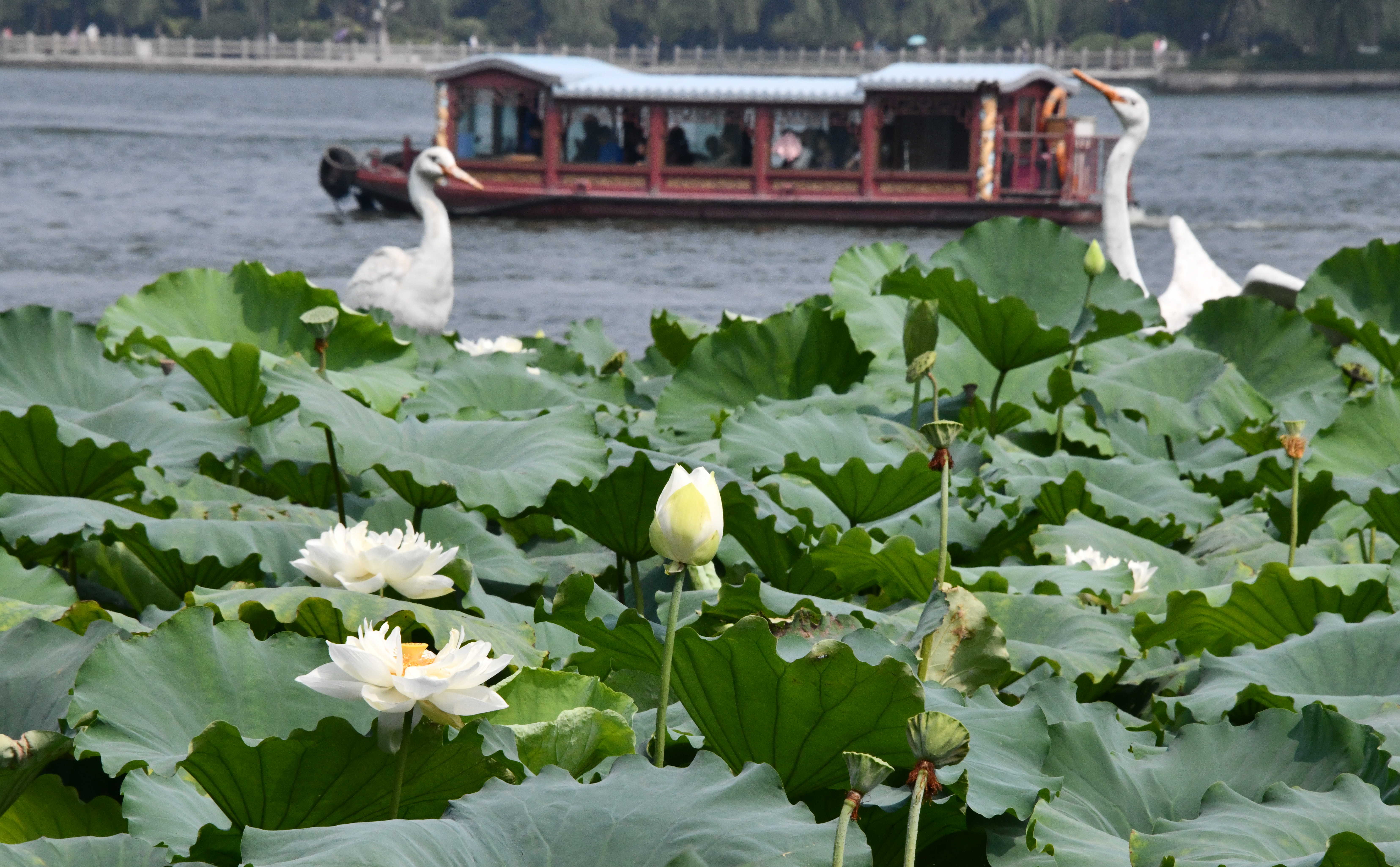 湖水与荷花风景图片图片