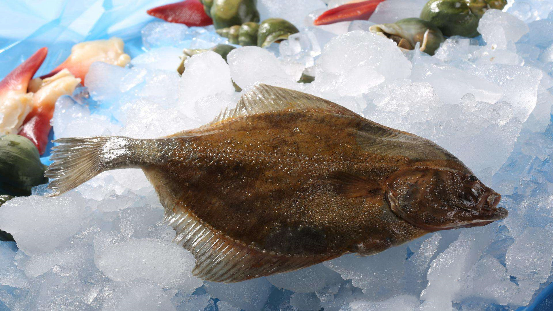 海洋鱼里的"双胞胎",星鲽鱼