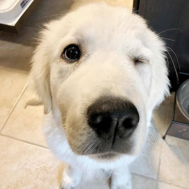 不同的狗狗同样的飞眼,你喜欢哪一款?