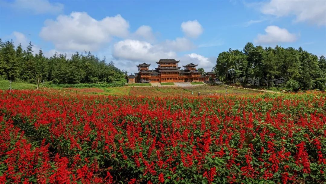 花垣这个花海盛开了,必将成为"网红"之地!