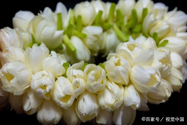 茉莉花色洁白,香味浓郁,被称为桑巴吉塔,是菲律宾的国花