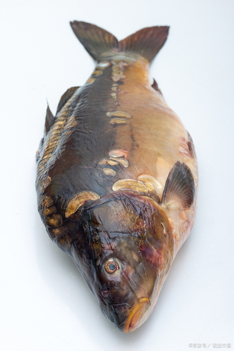 在广东石湾,有一道首创的招牌名菜,它的名字叫做石湾鱼