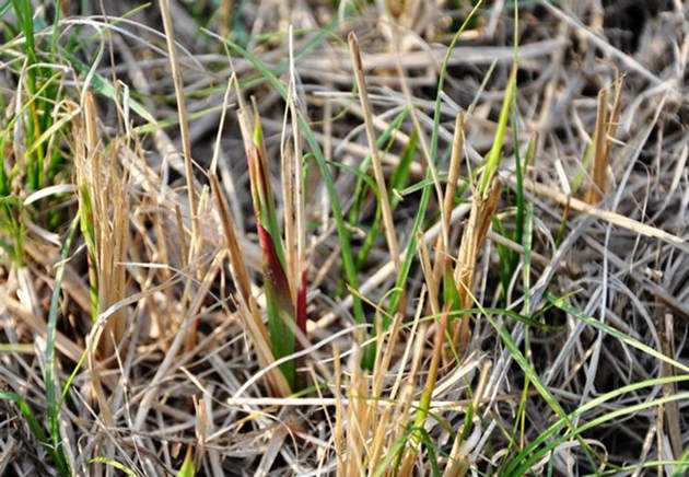 在农村田野里的一种野草根,不但好吃,还是一种很好的中药