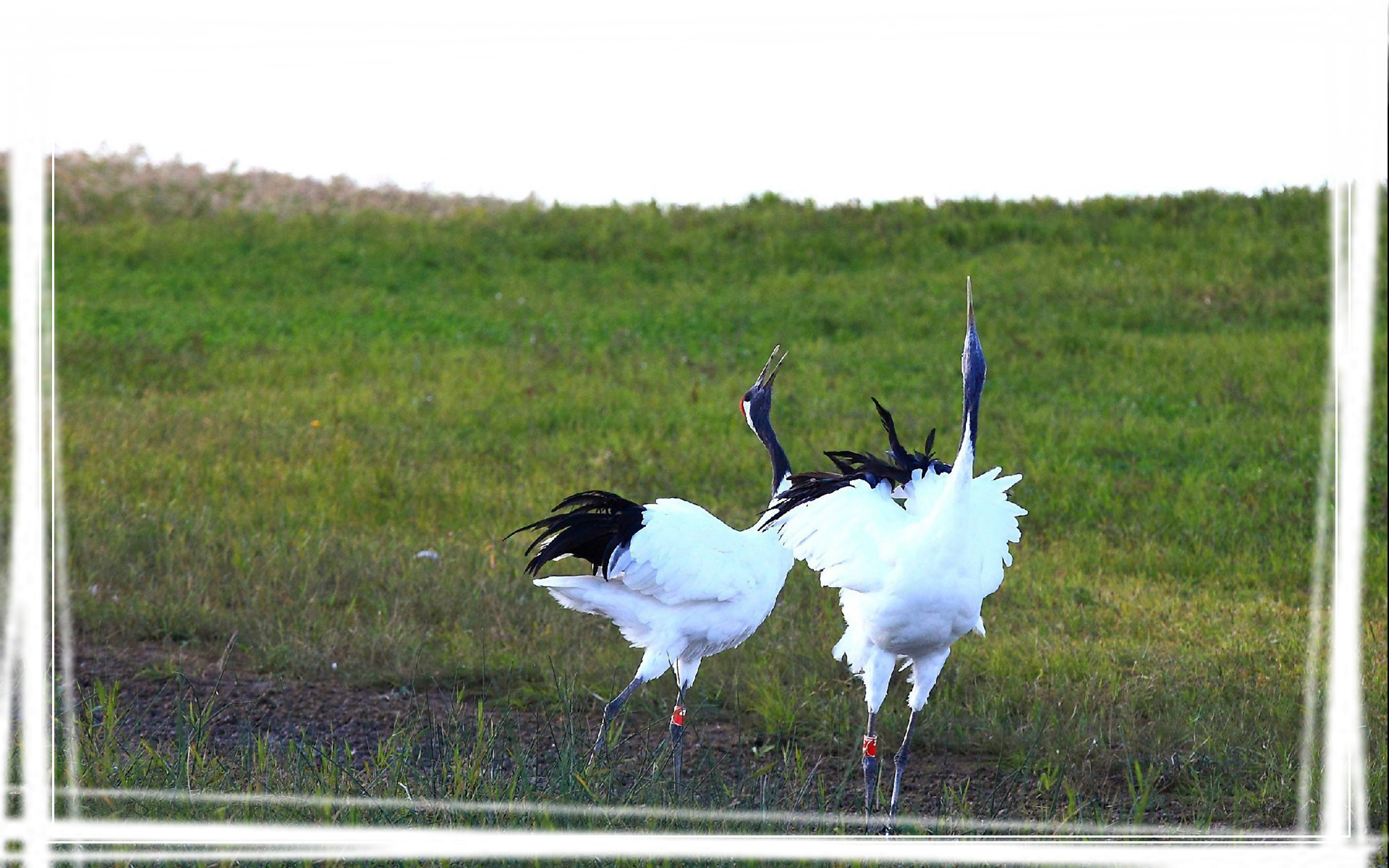 丹顶鹤跳舞摄影桌面壁纸
