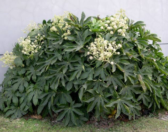 八角金盘养护方法,掌握后叶片会生长更加有光泽