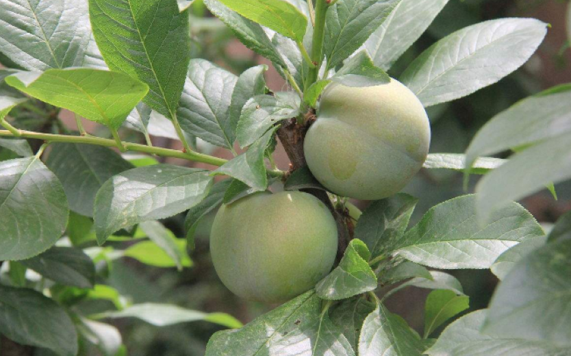 不过我们在种植黑布林和种植李子树的方法还是不一样