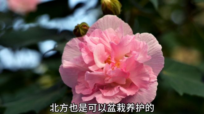 [图]芙蓉花作为园林植物，如果盆栽养护的话，种植条件需要哪些