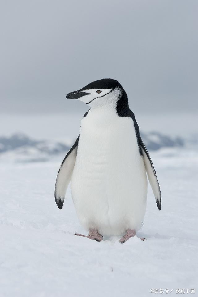 18种企鹅图片图片