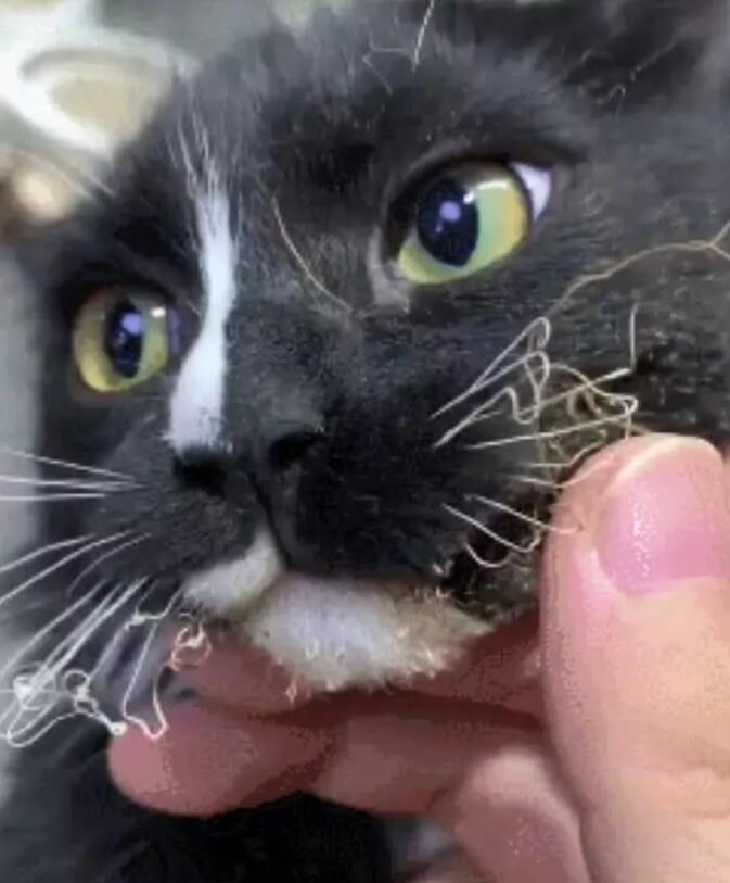 猫咪无聊咬电线玩,结果不慎触电,它的样子差点把主人笑晕!