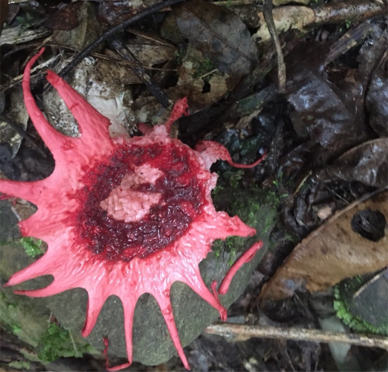 泰坦魔芋:生长于苏门答腊岛的雨林之中.