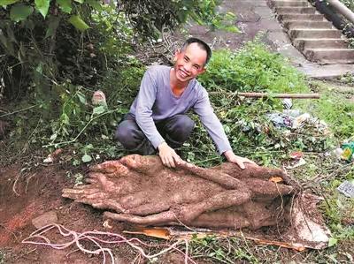 德庆一老师挖出95斤"淮山王"