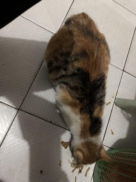 怀孕猫咪深夜敲门,好心女孩收养并关照他生下了小奶猫