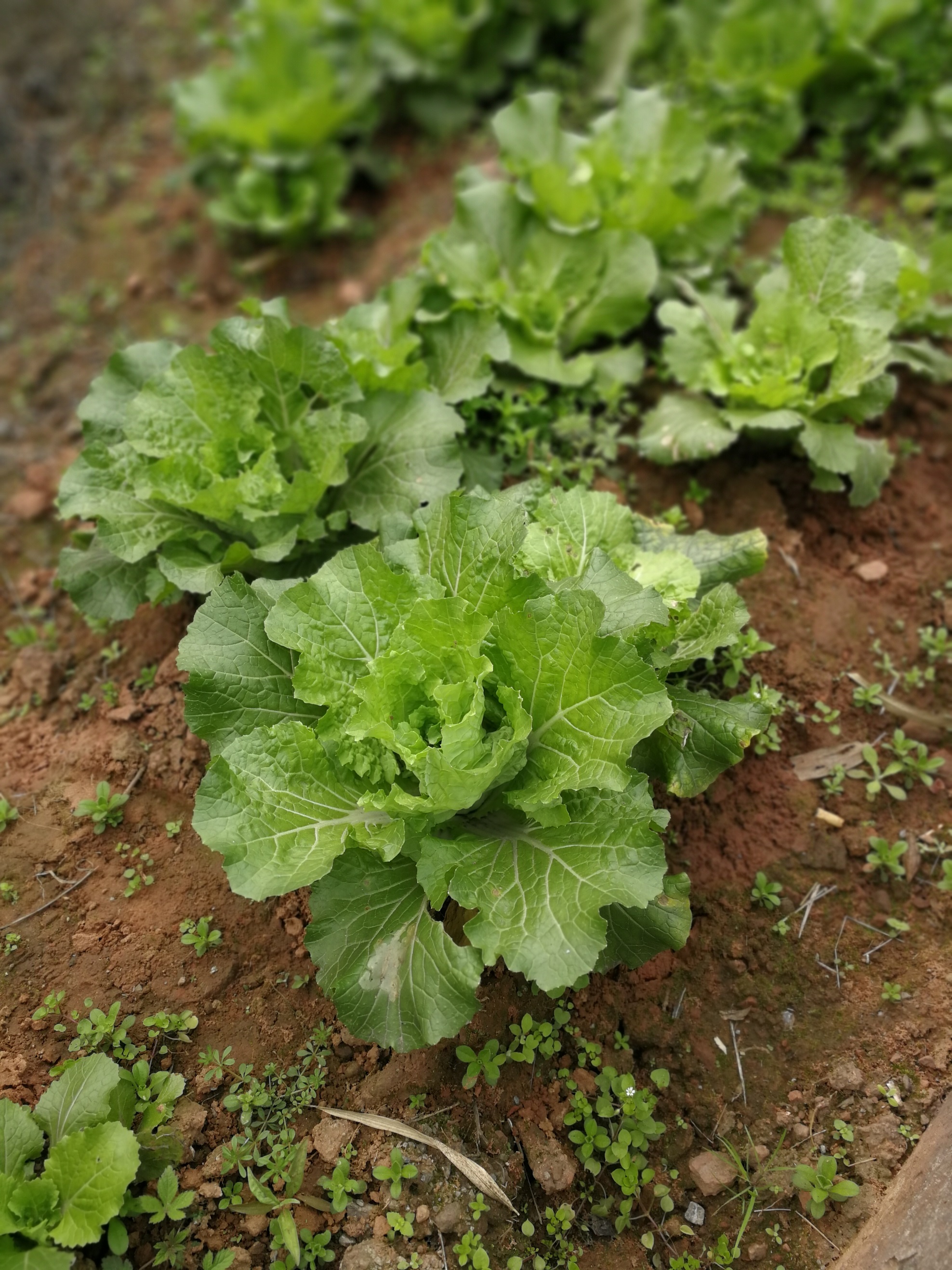 农村冬天的蔬菜随处可见