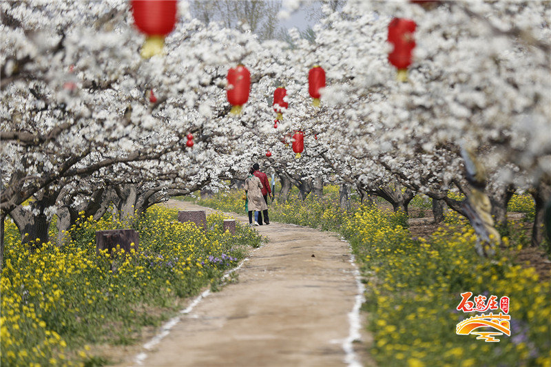 晋州梨花旅游文化节开张!最美花期就在本周 错过再等一年