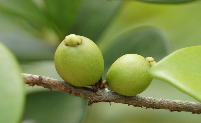 梨- 热门商品专区