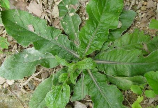 农村这地里这任人践踏的杂草,可是中医眼中治疗咳嗽的好药材