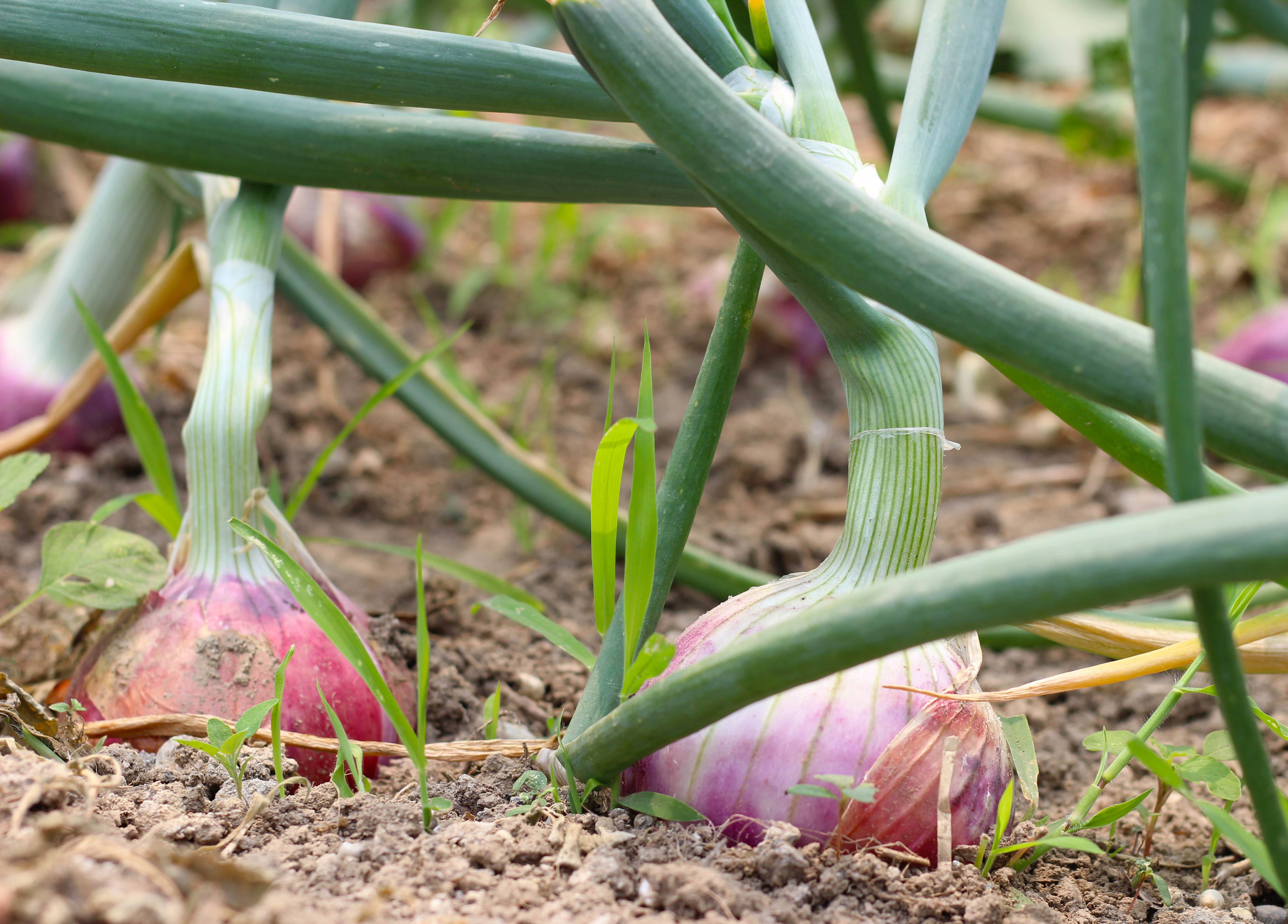 洋葱有促进食欲的作用,如何提高幼苗成活率?育苗移栽很重要!