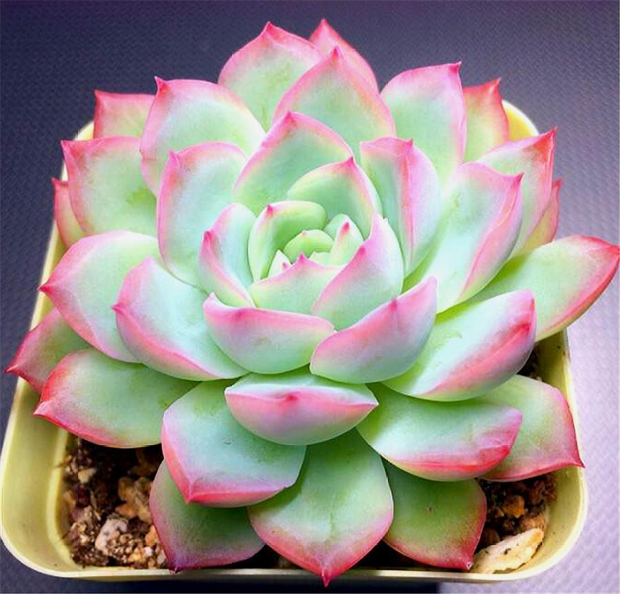 多肉莎莎女王,比吊兰好养,比月季漂亮,只要3招,颜色美仙气足